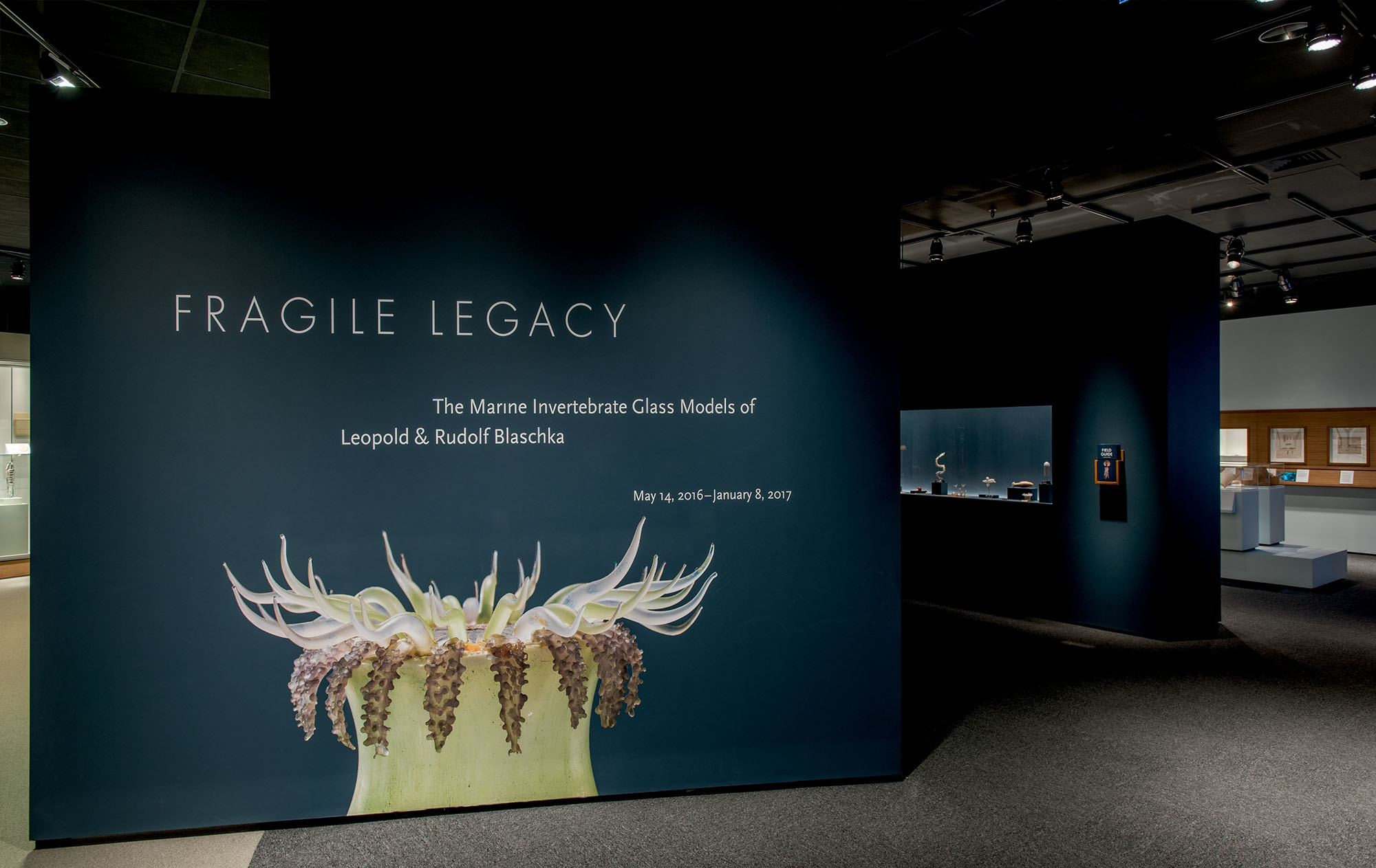 Fragile Legacy: The Marine Invertebrate Glass Models of Leopold and Rudolf Blaschka