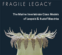 Specimen of Blaschka Marine Life: Ulactis muscosa (Nr. 116), Leopold and Rudolf Blaschka, Lent by Cornell University, Department of Ecology and Evolutionary Biology.