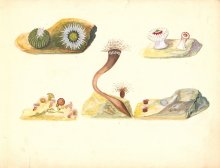 Sea anemones, Leopold and Rudolf Blaschka. 1 art original: ink, watercolor on paper ; 23 x 57 cm folded to 23 x 29 cm. CMGL 96207.