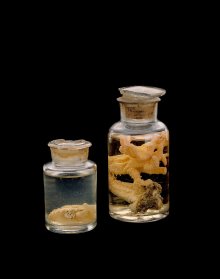 Marine Invertebrates in Jar of Formaldehyde Possibly Naples, Italy, possibly 1877 CMG 93.7.11, 93.7.10