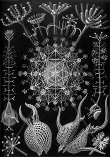 Engravings of microscopic diatoms by Ernst Haeckel, Kunstformen der Natur (1904), plate 61:Phaeodaria