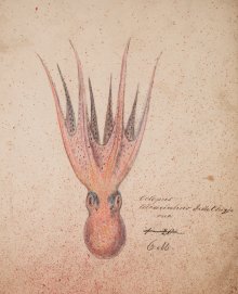Octopus tetracirrhus, Leopold and Rudolf Blaschka, 1863-1890. Ink, pencil, colored pencil on paper; 24 x 32 cm. CMGL 122477.