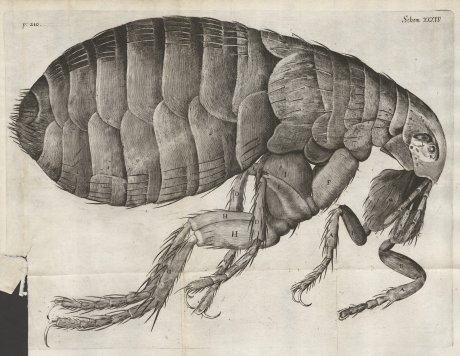 Micrographia (London, 1665), Robert Hooke.