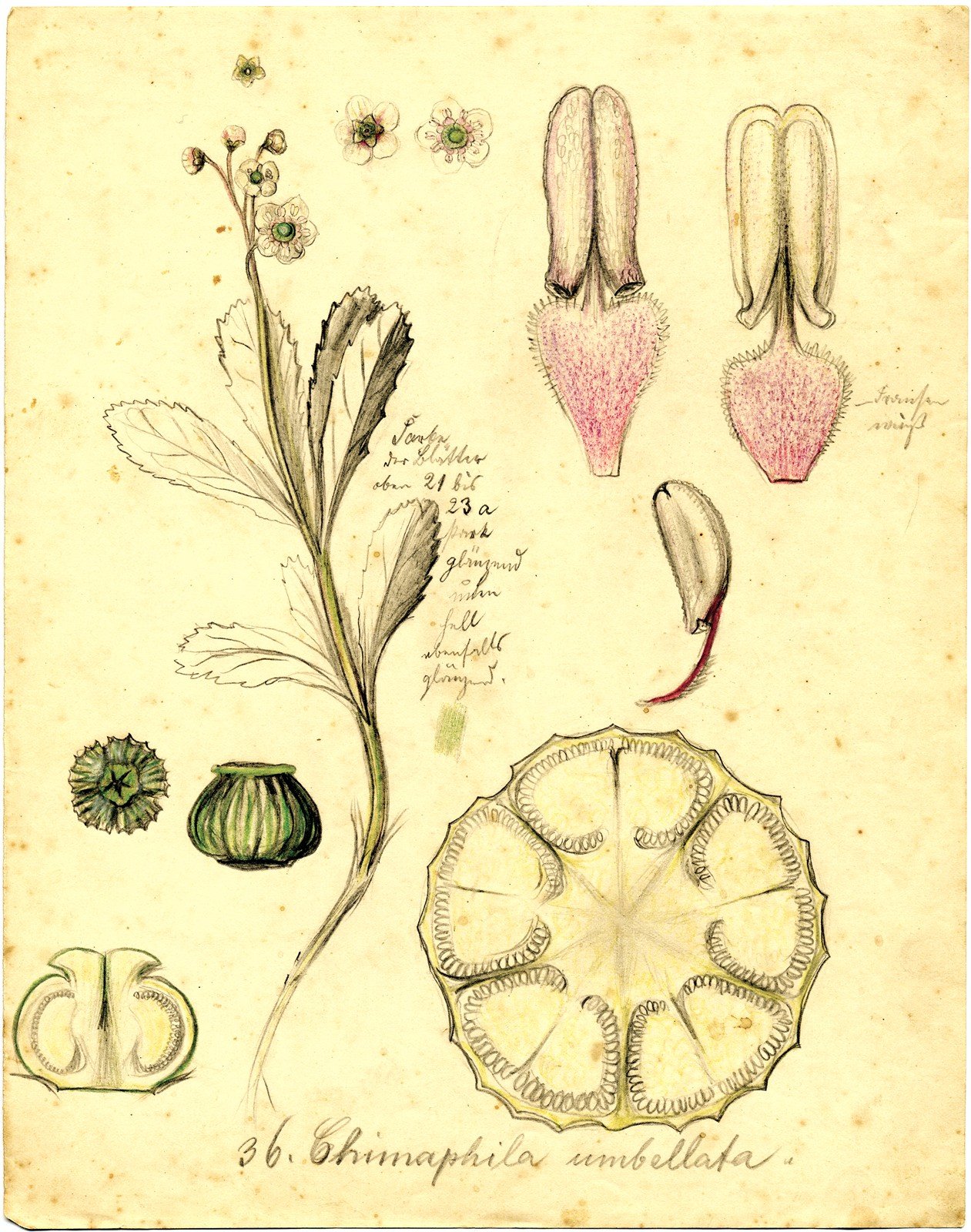 Ботаническая иллюстрация люффа
